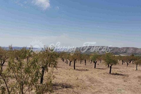 Terra a Biar, Alicante, Biar - € 49.995 | Ref: SF0427 - foto 7